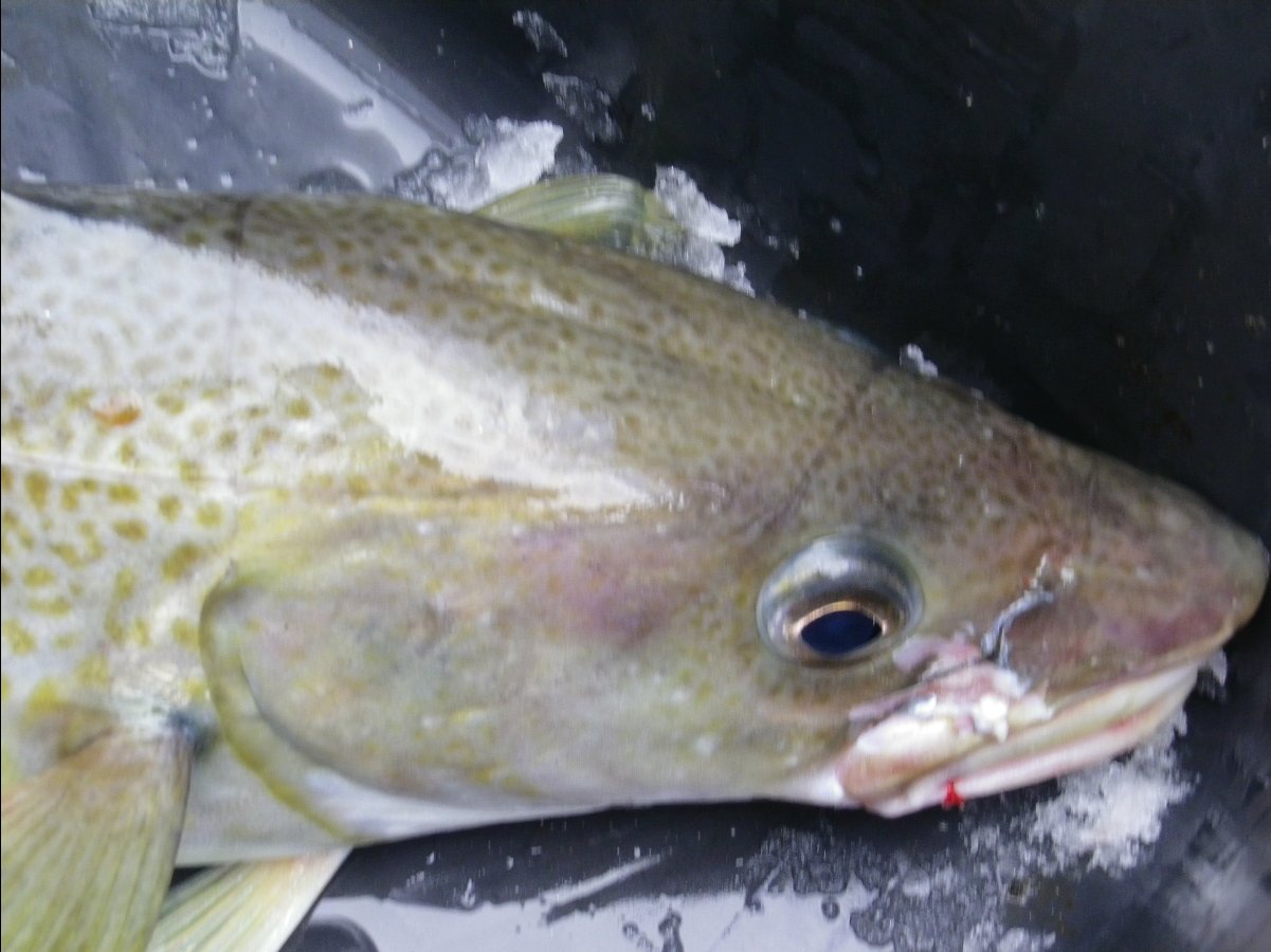 Cod Fishing32